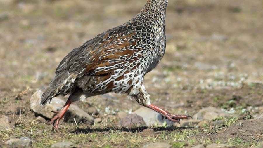 Chestnut -naped Francolin