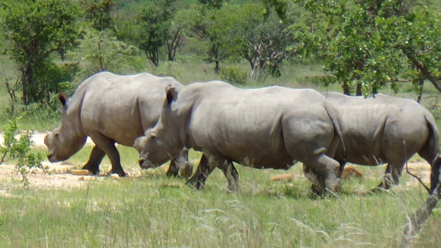 White Rhino