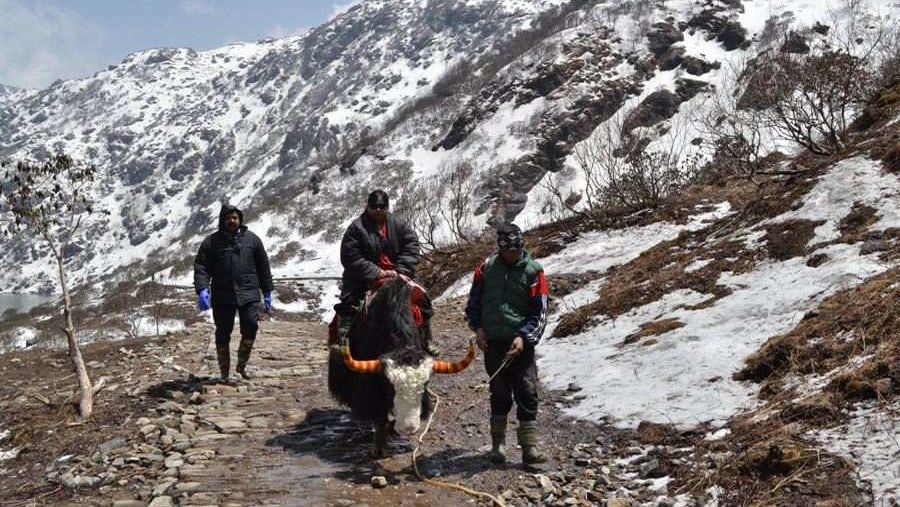 yak ride in sikkim