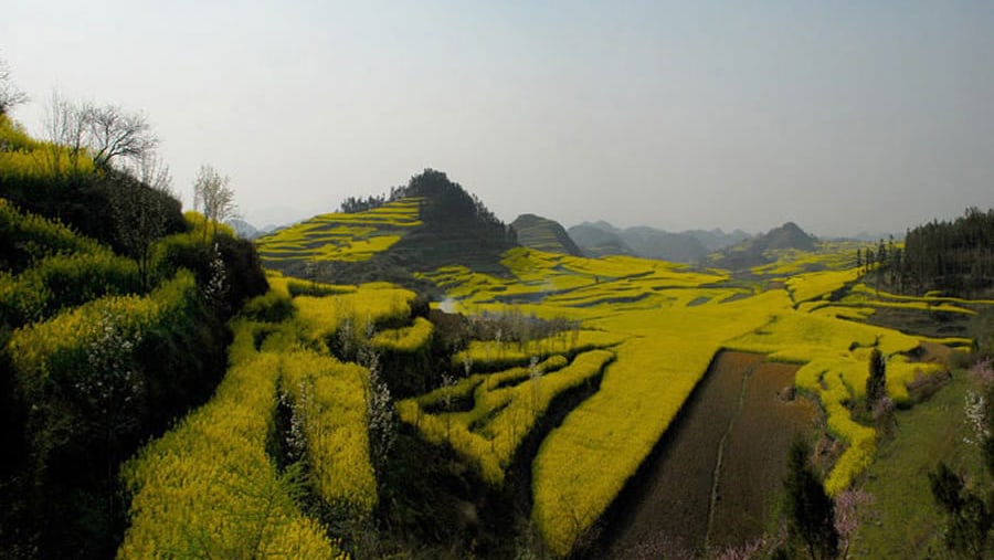 Canola fields