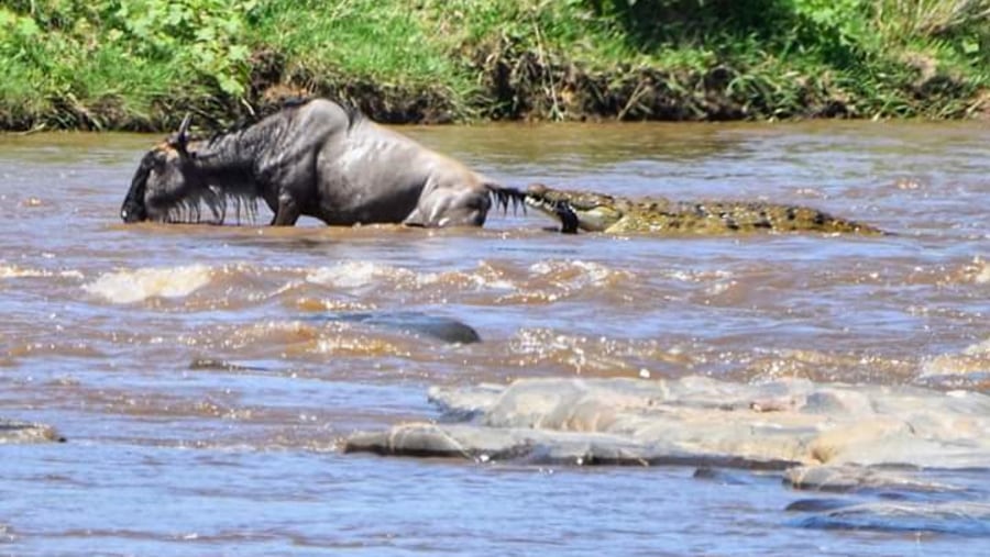 Wildbeest caught  by crocodile 