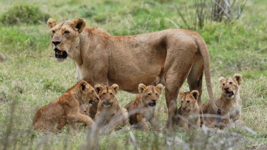 Lioness_and_cabs_bigcats_wildlife_adventure_bush_tours