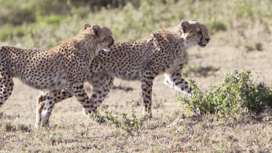 Hunting cheetah - masai mara 