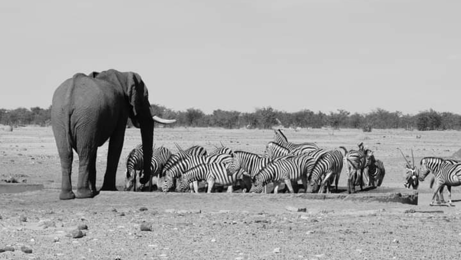 Etosha Elephant and zebras