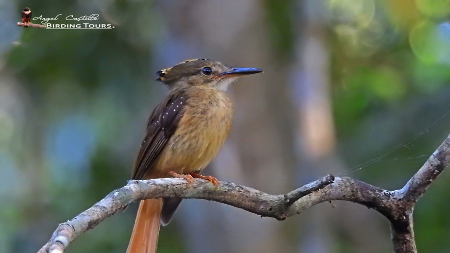 Royal Flycatcher