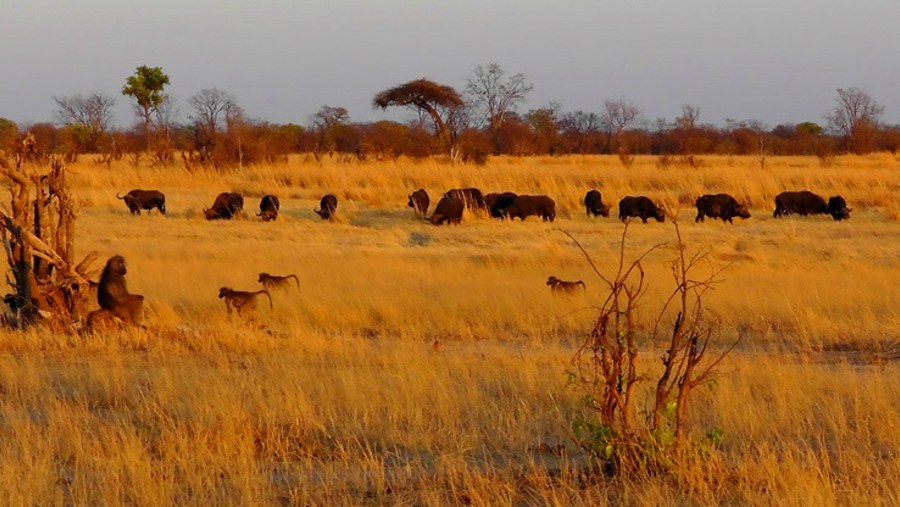 On safari with Charles Brightman