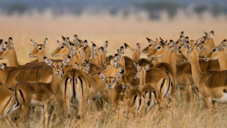 Thomson gazelle at Serengeti.