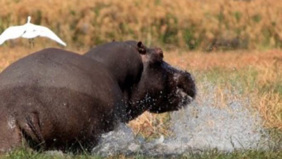 hippo in the water