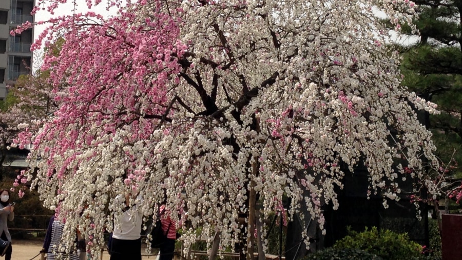 Cherry Blossoms in full bloom 