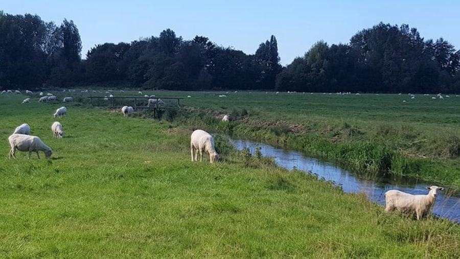 Meadows right in Salisbury