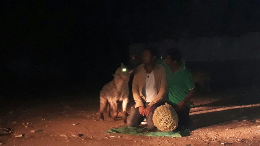 Feeding Hyena at Harar