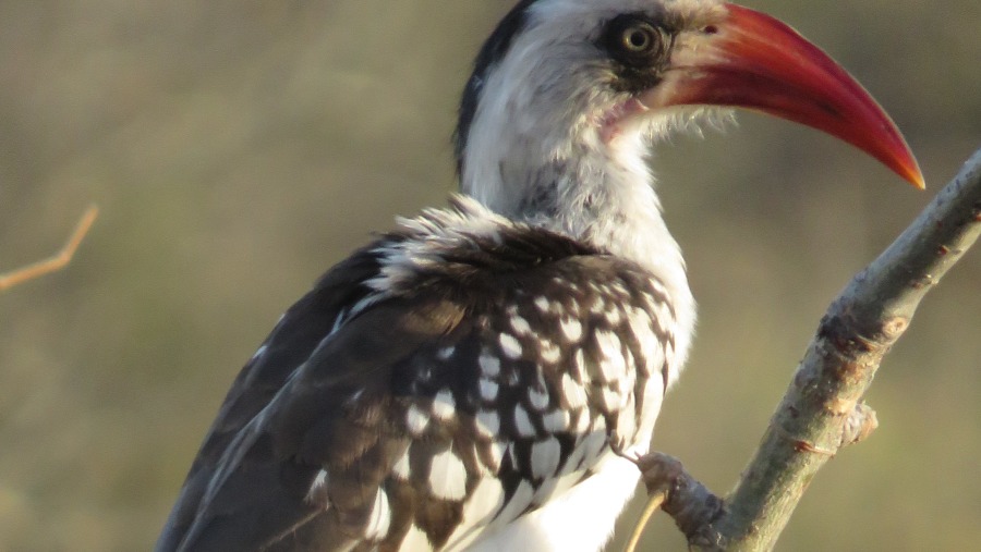 Our clients enjoy bird watching