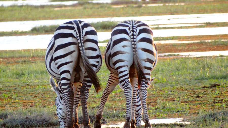 Zebras drinking water in the swamp