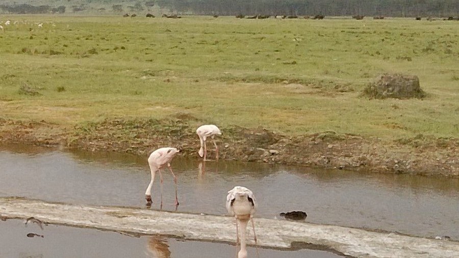 flamingoes @ Lake nakuru park