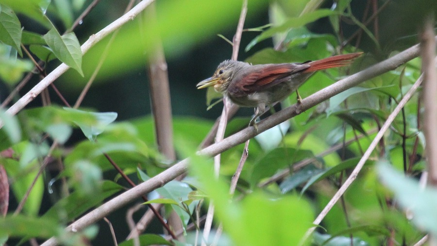 Chestnut winged