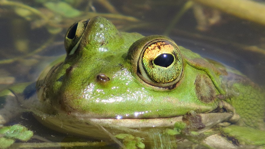 Perez Frog