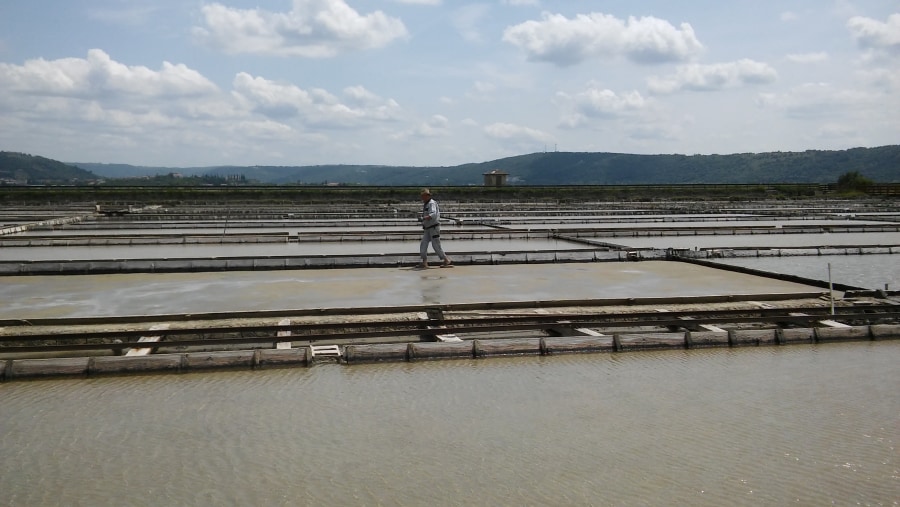 Secovlje salt pans