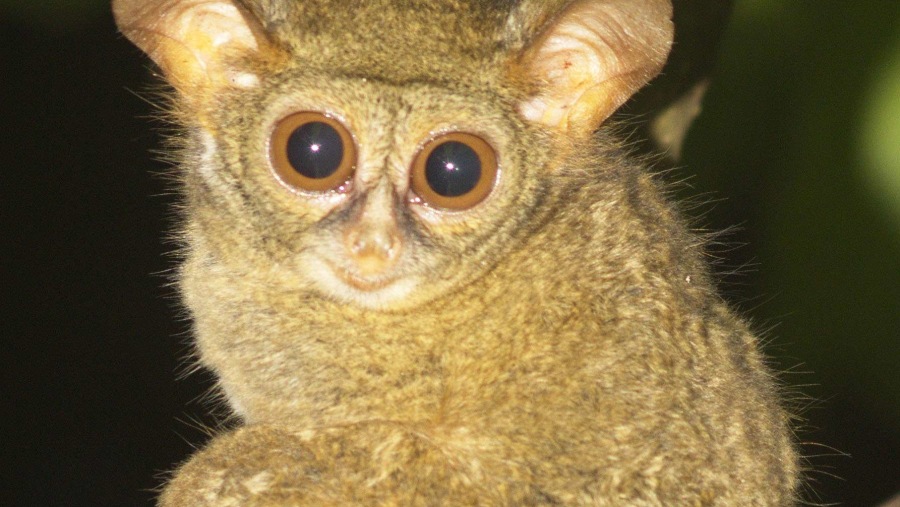 Spectral Tarsier