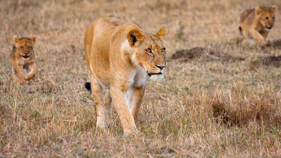 Lioness with Cabs, at the vast Serengeti plain and rolling hills and grasslands