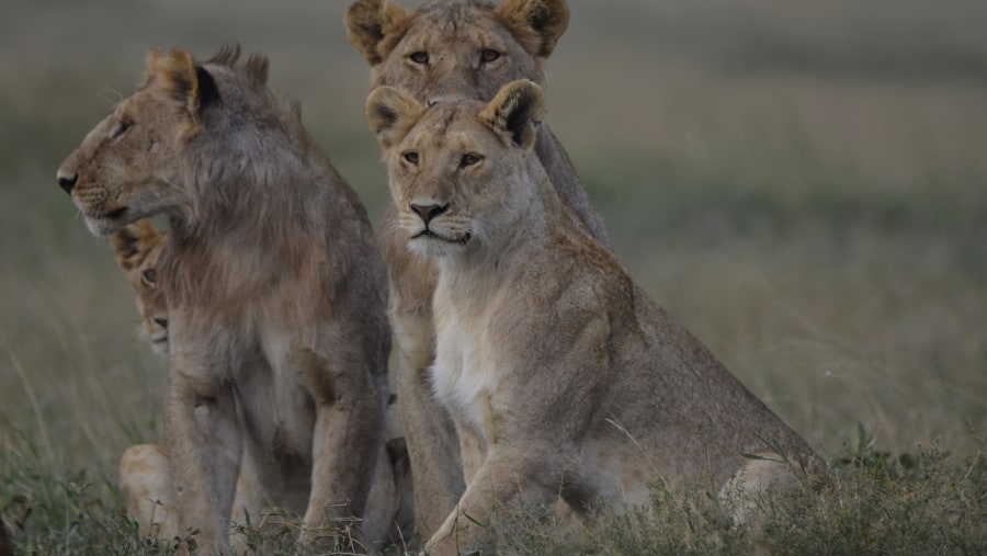 Unforgettable days with Timo in Serengeti & Ngorongoro