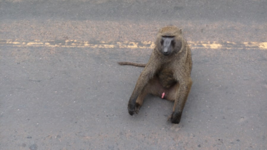 Baboon viewing in Murchison falls with katona tours