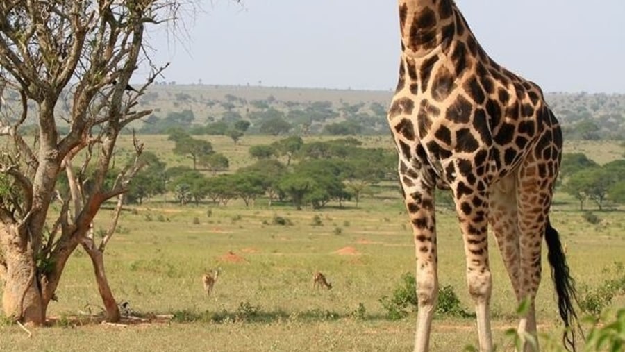 HOME OF GIRAFFES