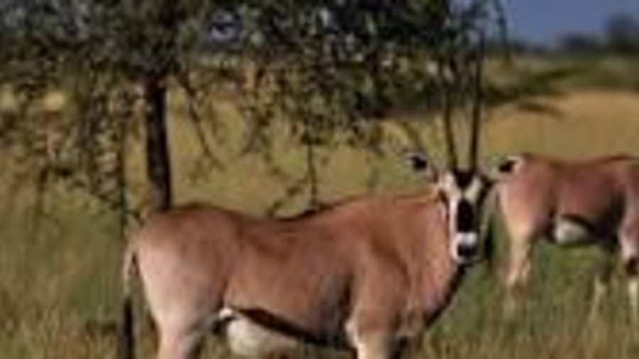 Beisa Oryx at the Awash National Park