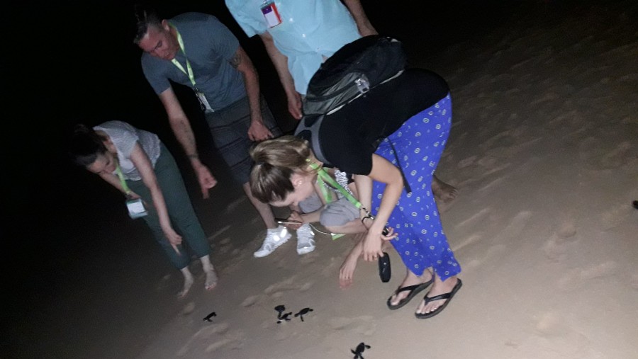 baby turtle releasing