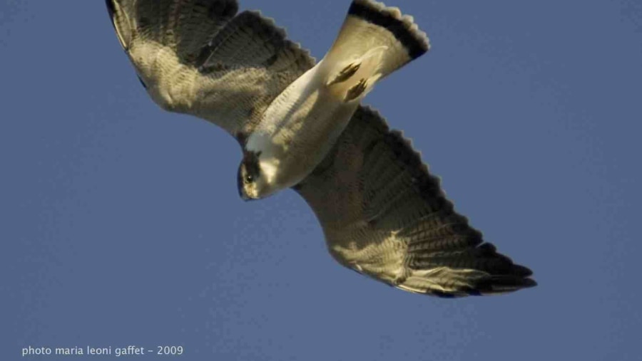 Red-backed hawk