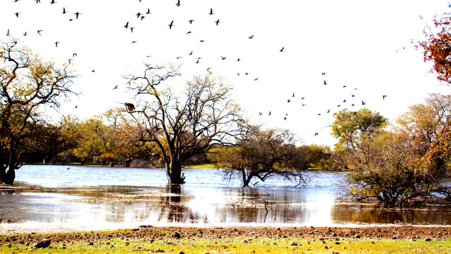 Geese flying