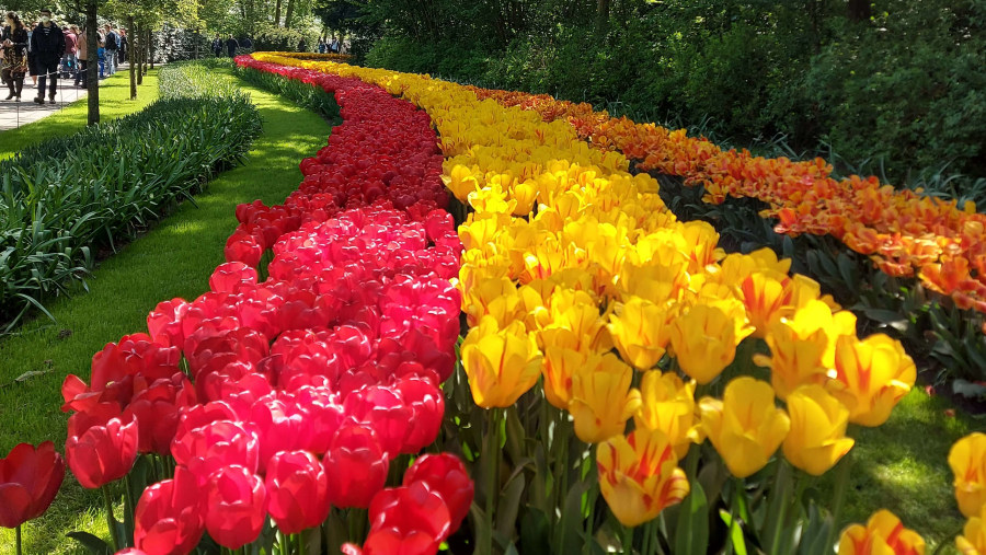 Keukenhof Gardens