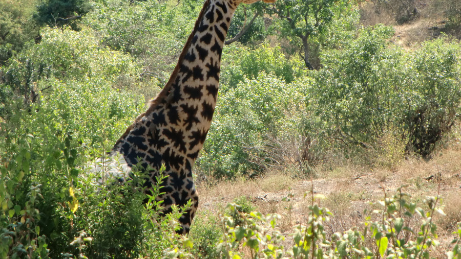 Giraffee at lake manyara park