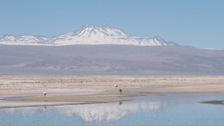 Salar de Atacama y su Laguna Chaxa 