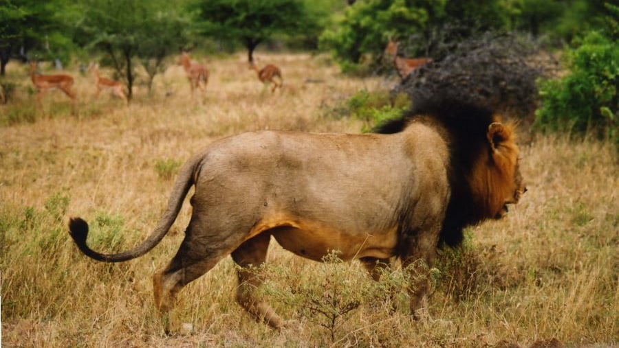 Male Lion