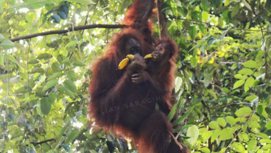 Orang utan