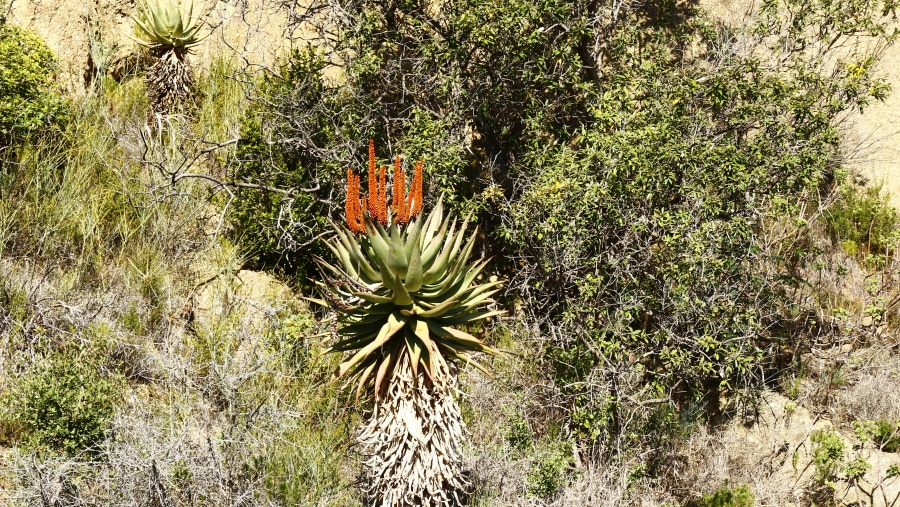 The beauty of Nature on the Cape Peninsula Route