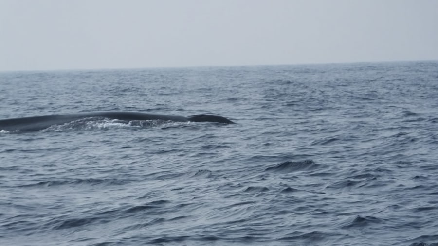 Blue whale in