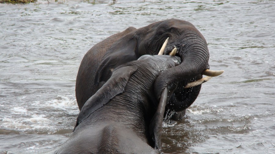 Elephants playing in Chobe river