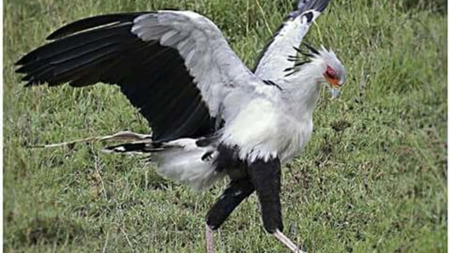 Secretary bird at Manyara national park.