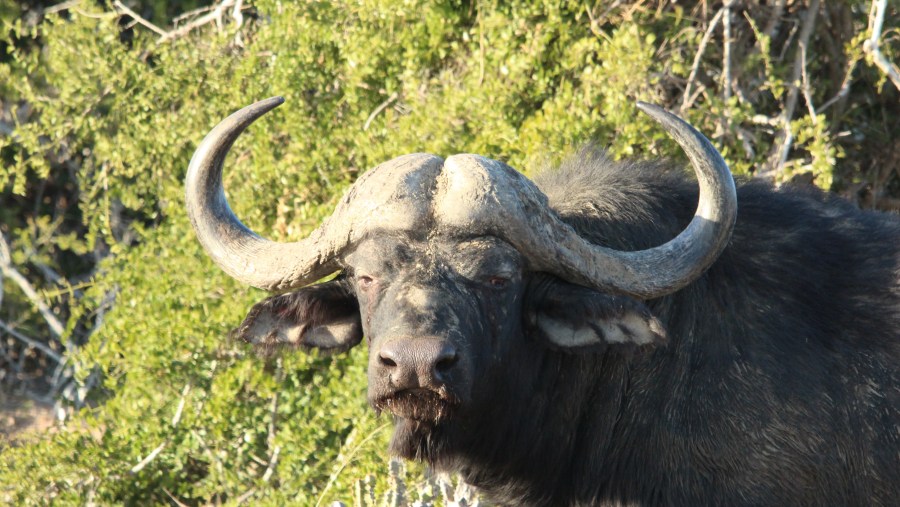 Cape Buffalo