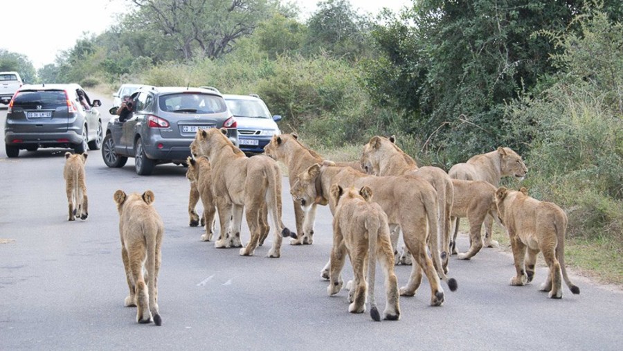 Pride of Young lions