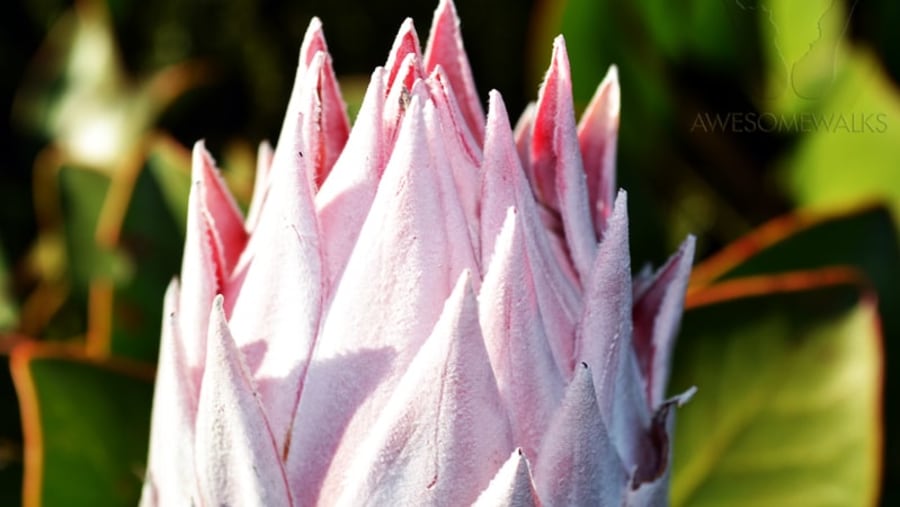 King Protea on Table Mountain