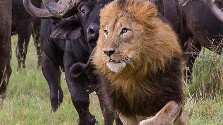 Lion chased by buffalos