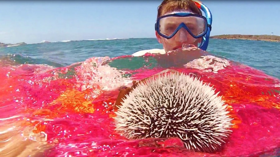 Joseph with whitw sea urchin