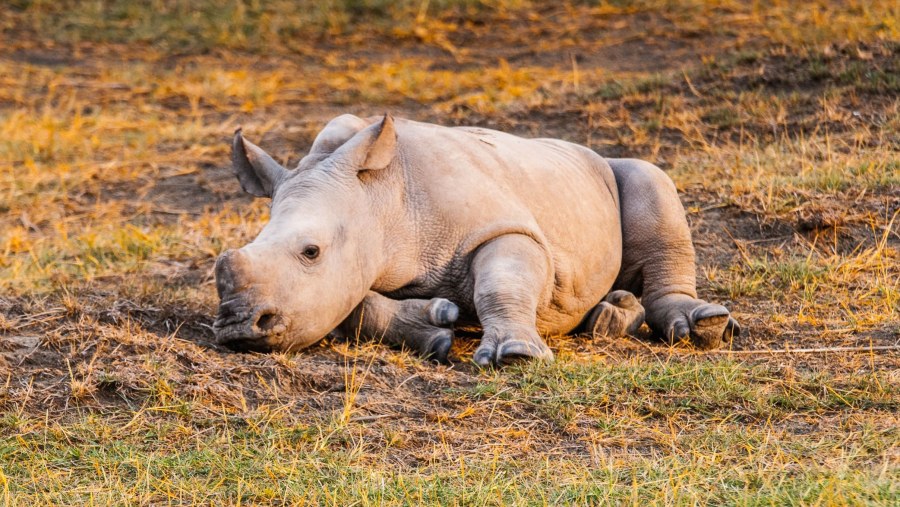 Baby rhino