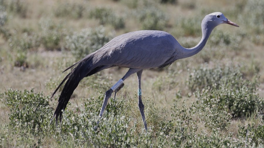 Tagged Blue Crane( Summer visitor from South Africa)