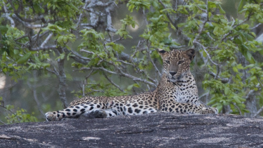 Outstanding Sri Lankan guide/chauffeur