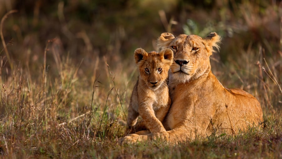 A tender moment between a Lion and acub