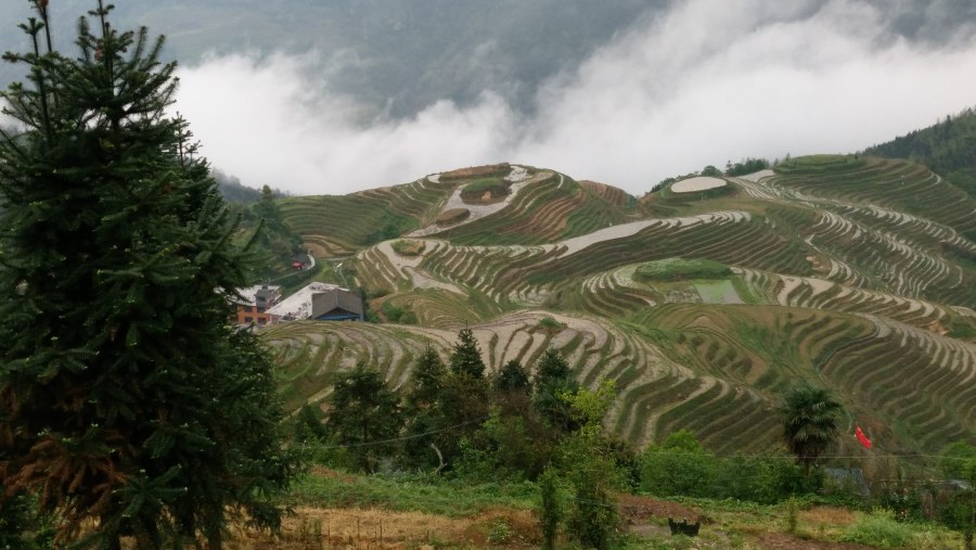 rice terrace field 