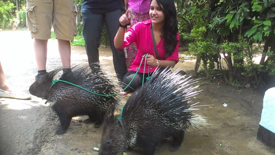 My gust enjoying the Porcupine